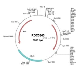 R&D Systems&trade;&nbsp;Cyno Monkey IL-1 alpha (NP_001271109.1) VersaClone cDNA
