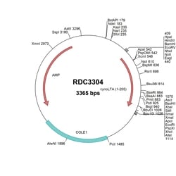 R&D Systems™ Cyno Monkey LT-alpha/TNF-beta(XP_005553615.1)VersaClone cDNA