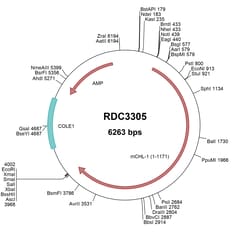 R&D Systems&trade;&nbsp;Mouse CHL-1/L1CAM-2 (XP_006505536.1) VersaClone cDNA