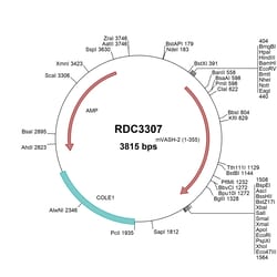 R&D Systems™ Mouse Vasohibin 2 (NP_659128.2) VersaClone cDNA