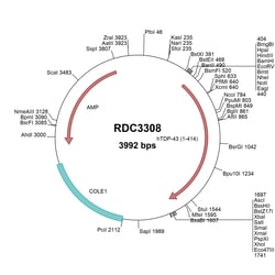 R&D Systems&trade;&nbsp;Human TDP-43/TARDBP (NP_031401.1) VersaClone cDNA