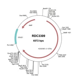 R&D Systems&trade;&nbsp;Human CACHD1 (NP_065976.3) VersaClone cDNA