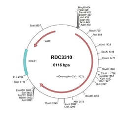 R&D Systems™ Mouse Desmoglein-2 (NP_031909.2) VersaClone cDNA