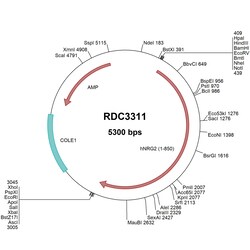 R&D Systems&trade;&nbsp;Human Neuregulin-2/NRG2 (NP_004874.1) VersaClone cDNA