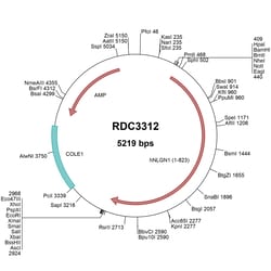 R&D Systems™ Human Neuroligin 1/NLGN1 (NP_055747.1) VersaClone cDNA