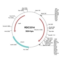 R&D Systems&trade;&nbsp;Human HLA-E (NP_005507.3) VersaClone cDNA
