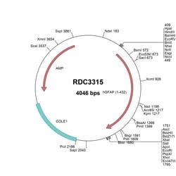 R&D Systems™ Human GFAP (NP_002046.1) VersaClone cDNA