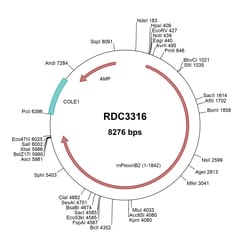 R&D Systems&trade;&nbsp;Mouse Plexin B2 (NP_620088.2) VersaClone cDNA