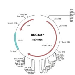 R&D Systems™ Human ITIH5 (NP_085046.5) VersaClone cDNA