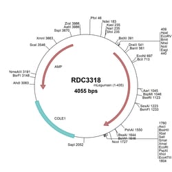 R&D Systems&trade;&nbsp;Mouse Legumain (NP_035305.1) VersaClone cDNA