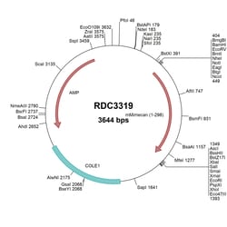 R&D Systems™ Mouse Mimecan (NP_032786.1) VersaClone cDNA