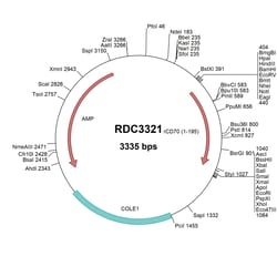 R&D Systems&trade;&nbsp;Rat CD27 Ligand/TNFSF7 (NP_001100348.1) VersaClone cDNA