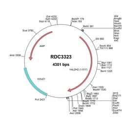 R D Systems Human ALDH2 (NP_000681.2) VersaClone cDNA 10 &mu;g | Buy Online | R&amp;D Systems&trade; | Fisher Scientific