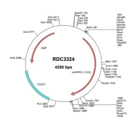 R D Systems Canine SIRP alpha/CD172a (unique) VersaClone cDNA 10 &mu;g | Buy Online | R&amp;D Systems&trade; | Fisher Scientific