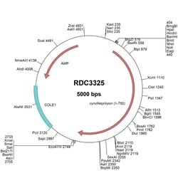 R&D Systems™ Cyno Monkey Neprilysin/CD10 (XP_005546216.1) VersaClone cDNA