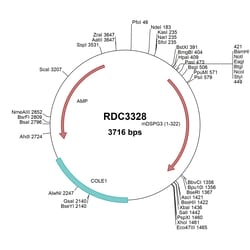 R&D Systems&trade;&nbsp;Mouse DSPG3 (NP_031910.1) VersaClone cDNA