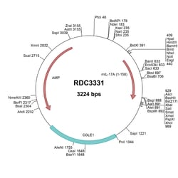 R&D Systems™ Mouse IL-17/IL-17A (NP_034682.1) VersaClone cDNA