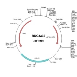 R&D Systems&trade;&nbsp;Human Betacellulin/BTC (NP_001720.1) VersaClone cDNA