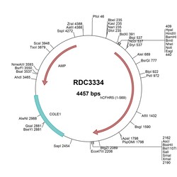 R&D Systems&trade;&nbsp;Human CFHR5 (NP_110414.1) VersaClone cDNA
