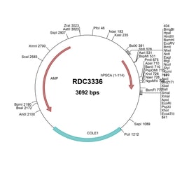 R&D Systems&trade;&nbsp;Human PSCA (NP_005663.2) VersaClone cDNA