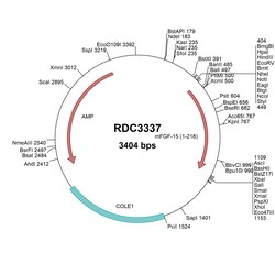 R&D Systems™ Mouse FGF-15 (NP_032029.1) VersaClone cDNA