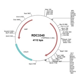 R&D Systems&trade;&nbsp;Human TMPRSS3 (NP_076927.1) VersaClone cDNA