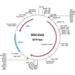 R&D Systems™ Rat Neuroligin 1/NLGN1 (NP_446320.1) VersaClone cDNA