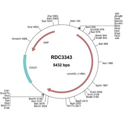 R&D Systems™ Cynomolgus Monkey Axl (EHH59605.1) VersaClone cDNA