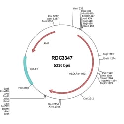 R&D Systems&trade;&nbsp;Mouse LDLR (NP_034830.2) VersaClone cDNA