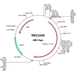 R&D Systems&trade;&nbsp;Human Prox1 (NP_002754.2) VersaClone cDNA