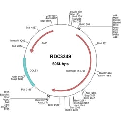 R&D Systems™ Porcine Semaphorin 3A (XP_020919137.1) VersaClone cDNA