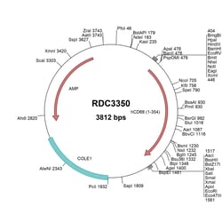 R&D Systems&trade;&nbsp;Human CD68/SR-D1 (NP_001242.2) VersaClone cDNA