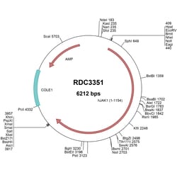 R D Systems Human Jak1 (NP_001307852.1) VersaClone cDNA 10 &mu;g | Buy Online | R&amp;D Systems&trade; | Fisher Scientific