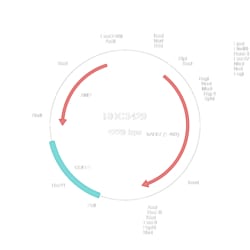 R&D Systems&trade;&nbsp;Human ALK-7 (NP_660302.2) VersaClone cDNA