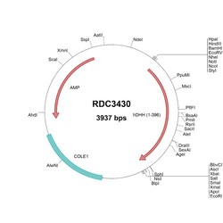 R&D Systems&trade;&nbsp;Human Desert Hedgehog/Dhh (NP_066382.1) VersaClone cDNA
