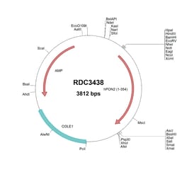 R&D Systems&trade;&nbsp;Human PON2 (NP_000296.2) VersaClone cDNA