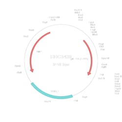 R&D Systems&trade;&nbsp;Porcine IL-12/IL-35 p35 (Q29053.2) VersaClone cDNA