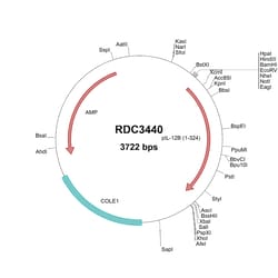 R&D Systems&trade;&nbsp;Porcine IL-12/IL-23 p40 (NP_999178.1) VersaClone cDNA
