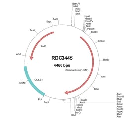 R&D Systems&trade;&nbsp;Rat Osteoactivin/GPNMB (NP_579832.1) VersaClone cDNA