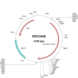 R D Systems Cynomolgus Monkey IDUA (XP_005554313.1) VersaClone cDNA 10 &mu;g | Buy Online | R&amp;D Systems&trade; | Fisher Scientific