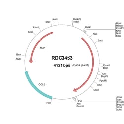 R&D Systems&trade;&nbsp;Human Chromogranin A (NP_001266.1) VersaClone cDNA