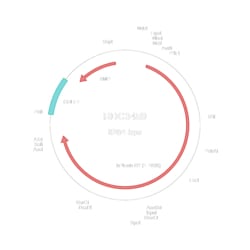 R&D Systems&trade;&nbsp;Human Plexin B2 (NP_036533.2) VersaClone cDNA