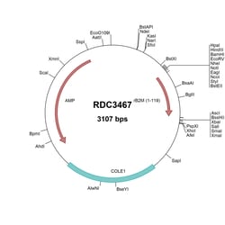 R&D Systems&trade;&nbsp;Rat beta 2-Microglobulin (NP_036644.1) VersaClone cDNA