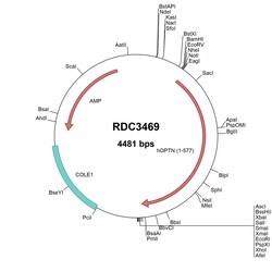 R&D Systems&trade;&nbsp;Human Optineurin (NP_001008212.1) VersaClone cDNA