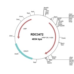 R&D Systems&trade;&nbsp;Human GRAIL/RNF128 (NP_919445.1) VersaClone cDNA