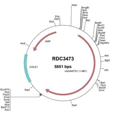 R D Systems Human ADAMTS1 (NP_008919.3) VersaClone cDNA 10 &mu;g | Buy Online | R&amp;D Systems&trade; | Fisher Scientific