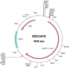 R&D Systems&trade;&nbsp;Human USP7 (NP_003461.2) VersaClone cDNA