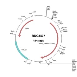 R&D Systems&trade;&nbsp;H3N2 Hemagglutinin (ACU79871.1) VersaClone cDNA