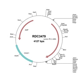 R&D Systems&trade;&nbsp;Cyno Monkey IL-7RA/CD127 (ABB13531.1) VersaClone cDNA