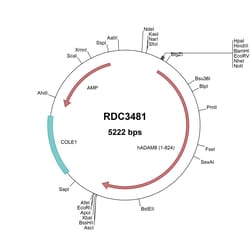 R&D Systems&trade;&nbsp;Human ADAM8 (NP_001100.3) VersaClone cDNA
